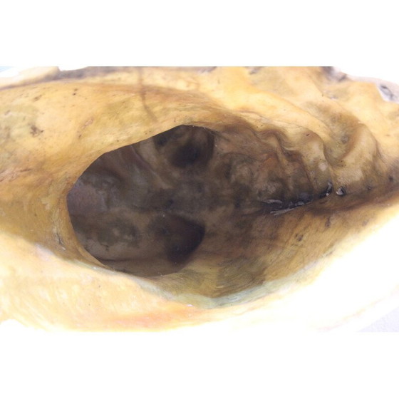 Image 1 of Sculpture vintage "Tête de cheval" en résine, Italie 1970