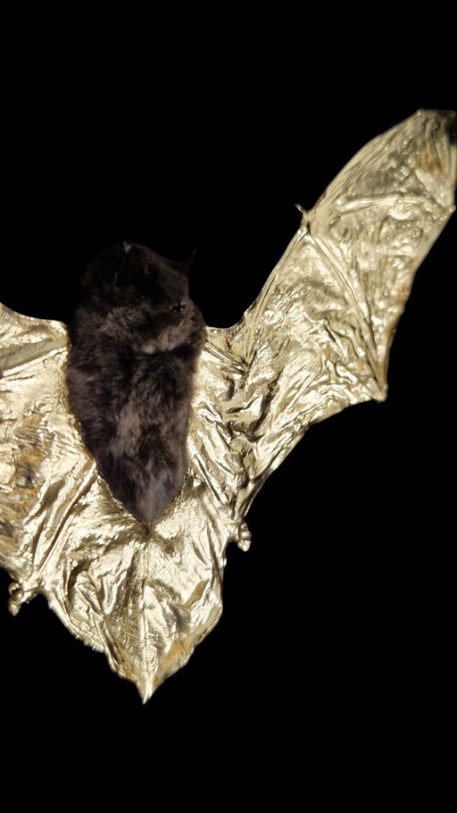 Chauve-souris véritable dorée à l'or fin dans un cadre - édition limitée