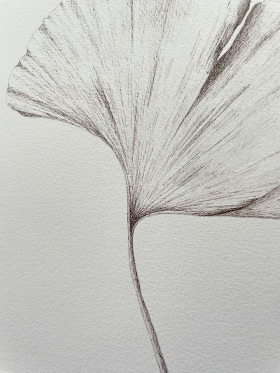 Image 1 of Affiche d'art encadrée : Feuille de Ginkgo