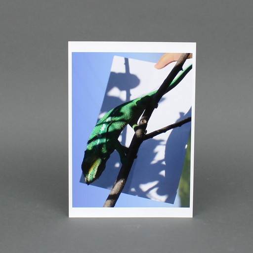 Viviane Sassen (1972) - Chamaeleon (Madagascar) - 2018 - C-Print