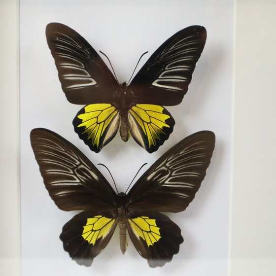 Image 1 of Papillons encadrés Oiseau d'or