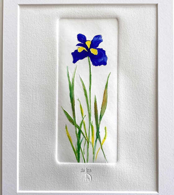 Image 1 of Iris - taille-douce