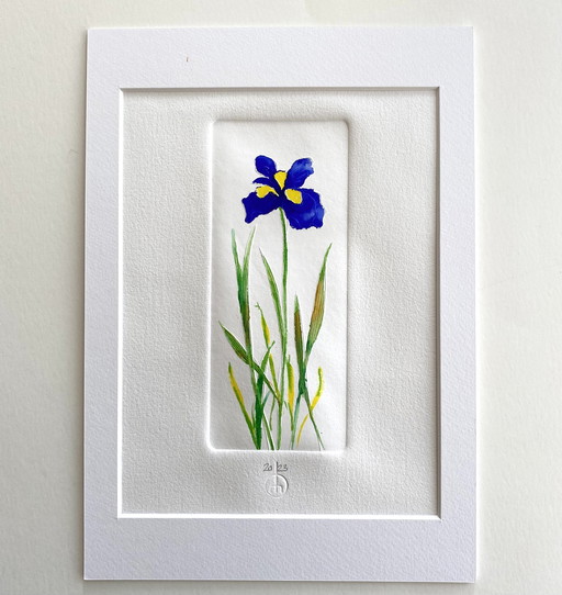 Iris - taille-douce