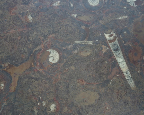 Image 1 of Table basse Boomerang, marbre fossile années 70