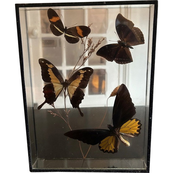 Image 1 of Boîte à papillons vintage avec cadre en verre, 1970