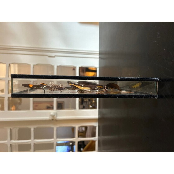 Image 1 of Boîte à papillons vintage avec cadre en verre, 1970