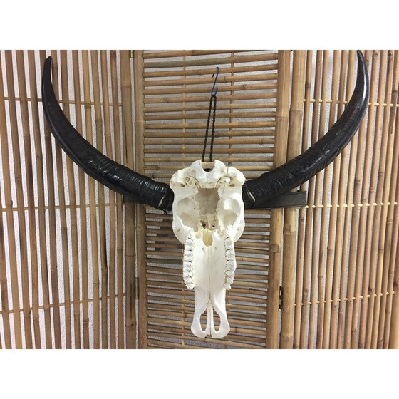 Image 1 of Crâne de buffle vintage sculpté à la main