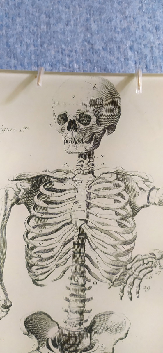 Image 1 of Plateau à découper John Derian Skeleton