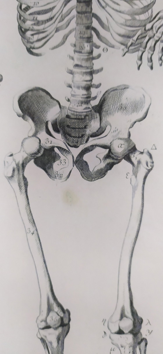 Image 1 of Plateau à découper John Derian Skeleton