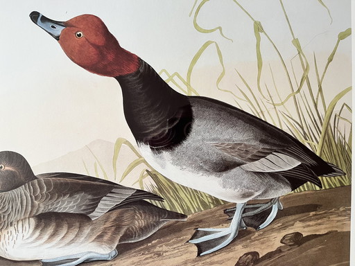 Imprimer J.J. Audubon - Canard à tête rouge