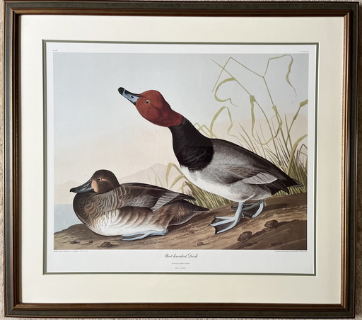 Imprimer J.J. Audubon - Canard à tête rouge