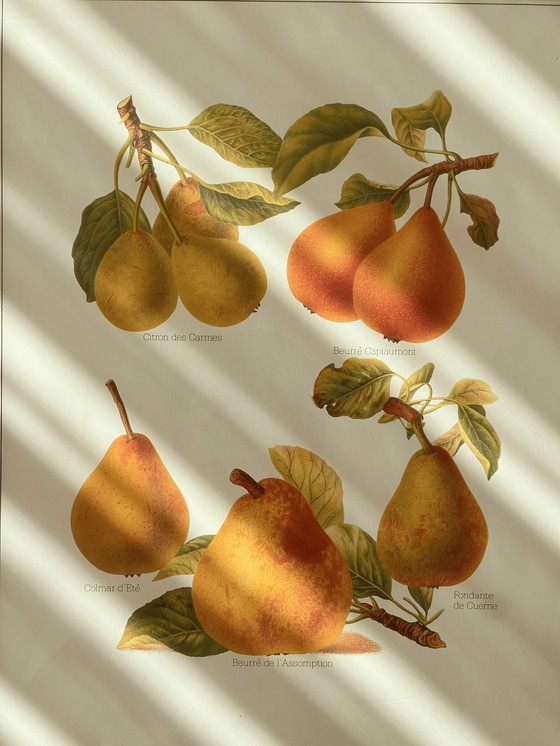 Image 1 of Vintage Large Botanical Art Print Encadré dans un cadre en bois de ronce