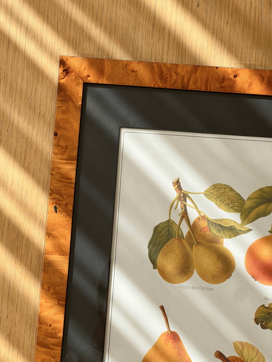 Image 1 of Vintage Large Botanical Art Print Encadré dans un cadre en bois de ronce