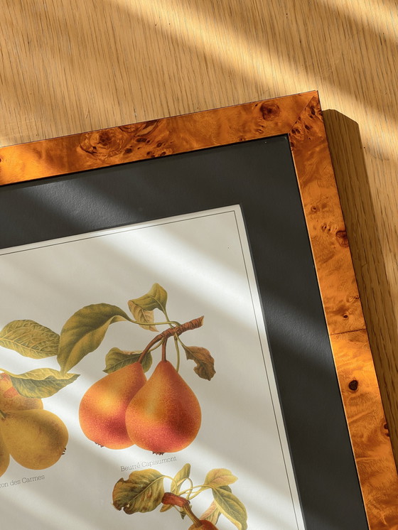 Image 1 of Vintage Large Botanical Art Print Encadré dans un cadre en bois de ronce