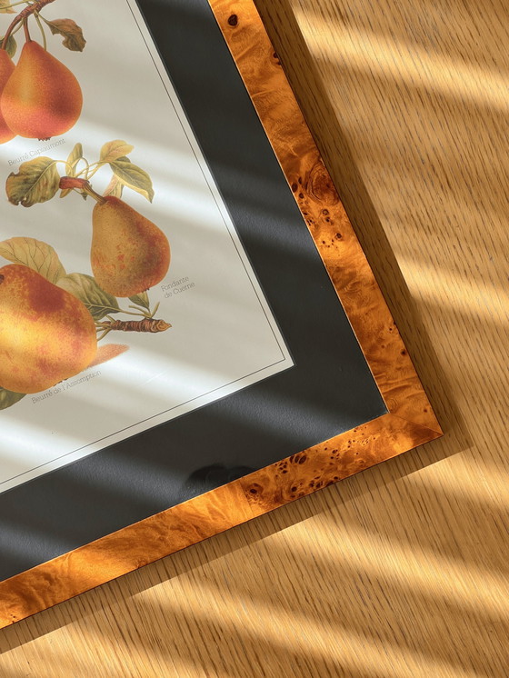 Image 1 of Vintage Large Botanical Art Print Encadré dans un cadre en bois de ronce