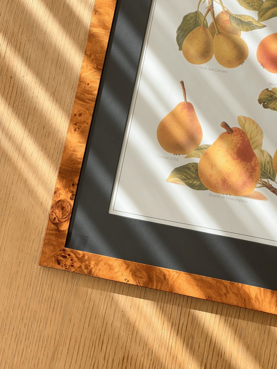 Image 1 of Vintage Large Botanical Art Print Encadré dans un cadre en bois de ronce