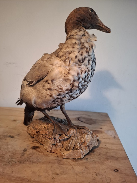 Image 1 of Oie naine empaillée - Taxidermie ancienne