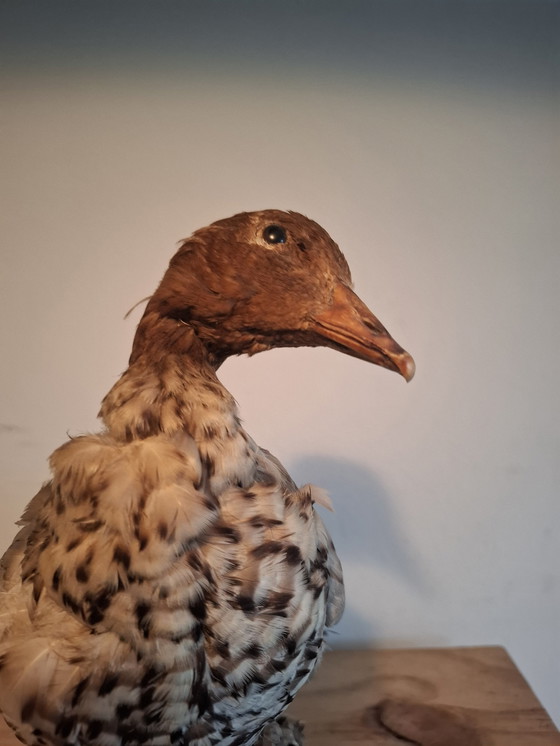 Image 1 of Oie naine empaillée - Taxidermie ancienne