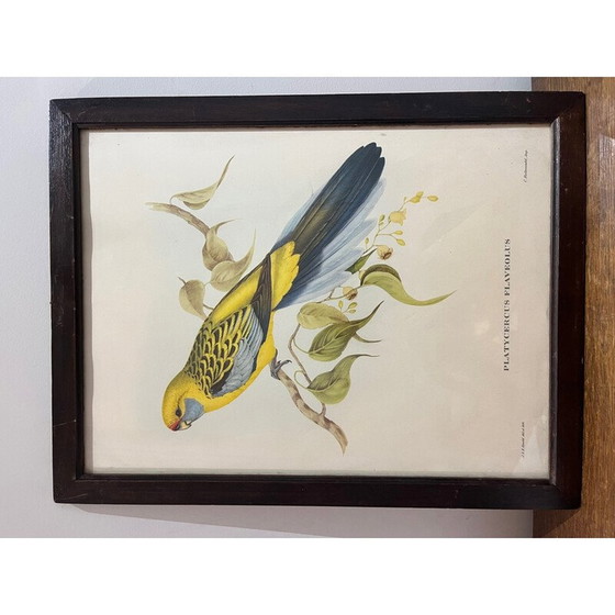 Image 1 of Lithographie d'époque de John et Elizabeth Gould