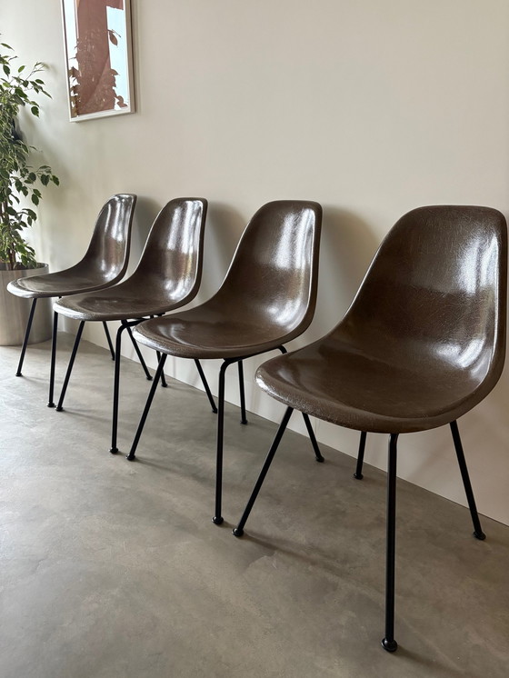 Image 1 of Vitra Eames Herman Miller 4 chaises seau en fibre de verre Dsx