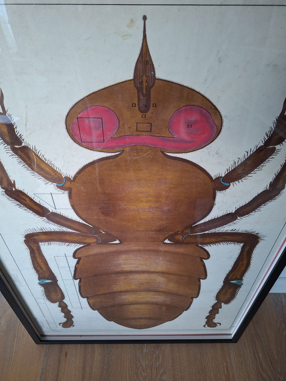 Image 1 of Plaque d'école soviétique vintage Insecte