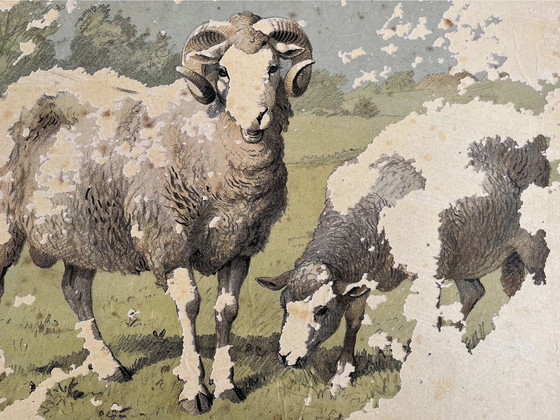 Image 1 of Antik School Chart Illustartion, Double Sided, Pig/Piglet And Sheep/Lamb, Lithograph, Farm Life, Shabby Chic