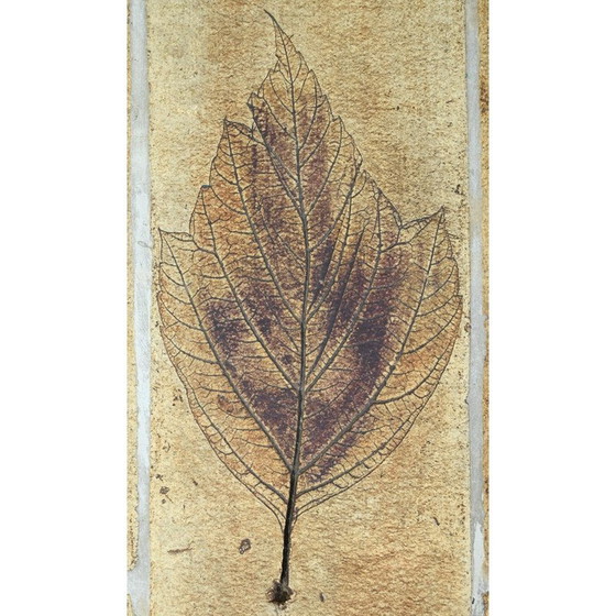 Image 1 of Table basse vintage en grès de Vallauris par Roger Capron, 1960