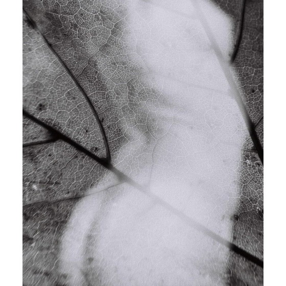 Image 1 of Tableau vintage Mouvements Naturels 04 par Meïdhy Bichon, 2019