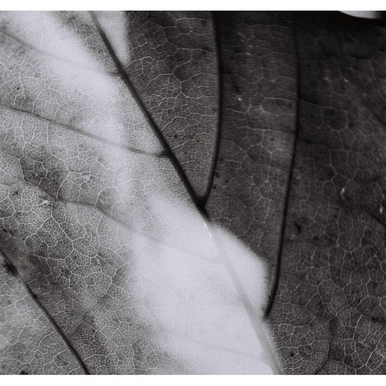 Image 1 of Tableau vintage Mouvements Naturels 04 par Meïdhy Bichon, 2019