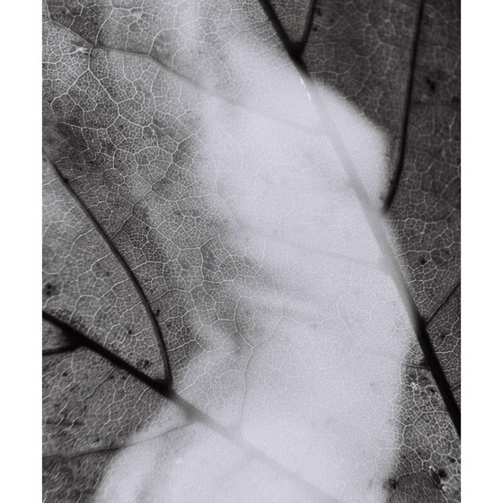 Image 1 of Tableau vintage Mouvements Naturels 04 par Meïdhy Bichon, 2019