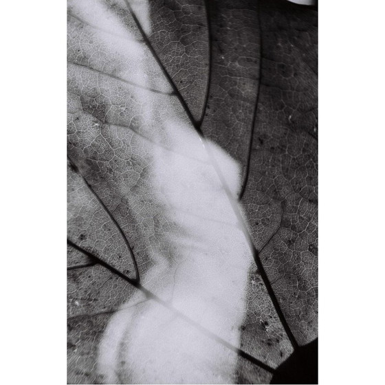 Image 1 of Tableau vintage Mouvements Naturels 04 par Meïdhy Bichon, 2019