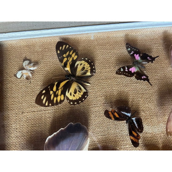 Image 1 of Peinture vintage sur cadre en bois avec diverses espèces de papillons, 1950
