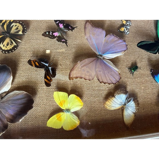 Image 1 of Peinture vintage sur cadre en bois avec diverses espèces de papillons, 1950