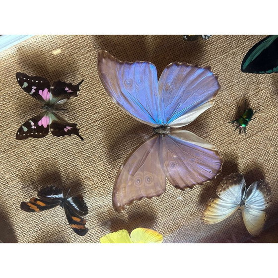 Image 1 of Peinture vintage sur cadre en bois avec diverses espèces de papillons, 1950