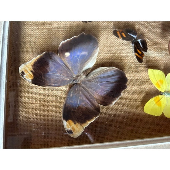 Image 1 of Peinture vintage sur cadre en bois avec diverses espèces de papillons, 1950
