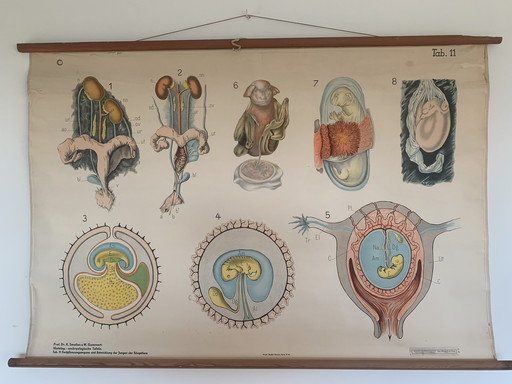 Planche murale sur l'embryologie