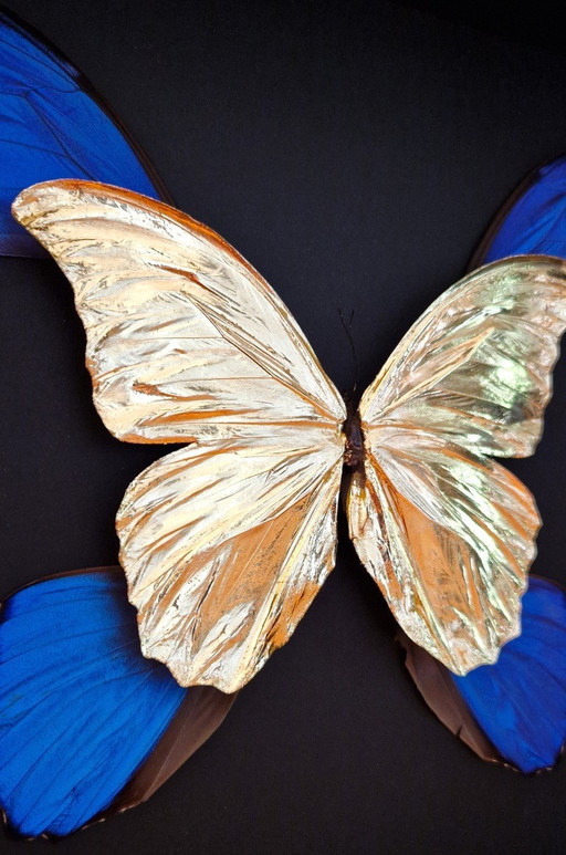 Papillons Morpho authentiques dorés à l'or fin (23Ct) dans un cadre