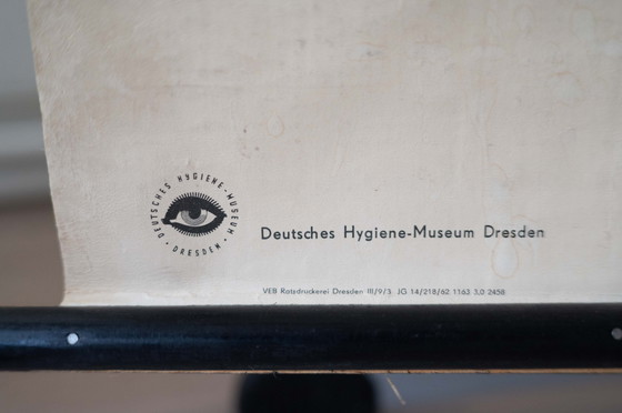 Image 1 of 2 cartes anatomiques vintage en rouleau - Hygiene Museum Dresden - Ddr