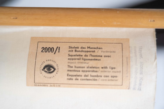 Image 1 of 2 cartes anatomiques vintage en rouleau - Hygiene Museum Dresden - Ddr