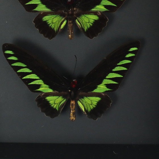 Image 1 of Papillons encadrés Xl Birdwing
