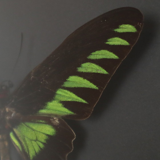 Image 1 of Papillons encadrés Xl Birdwing