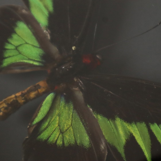 Image 1 of Papillons encadrés Xl Birdwing