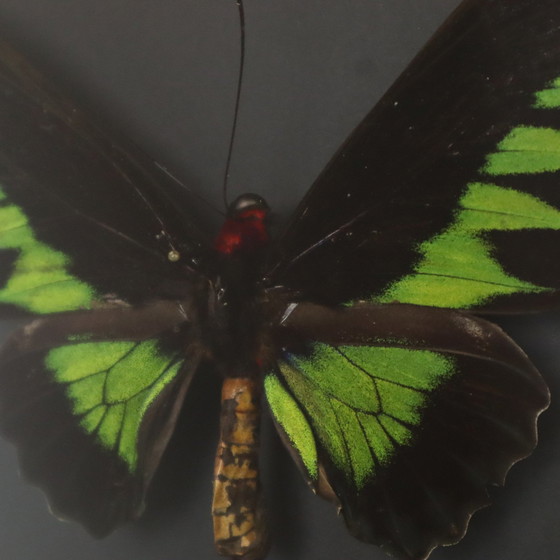 Image 1 of Papillons encadrés Xl Birdwing