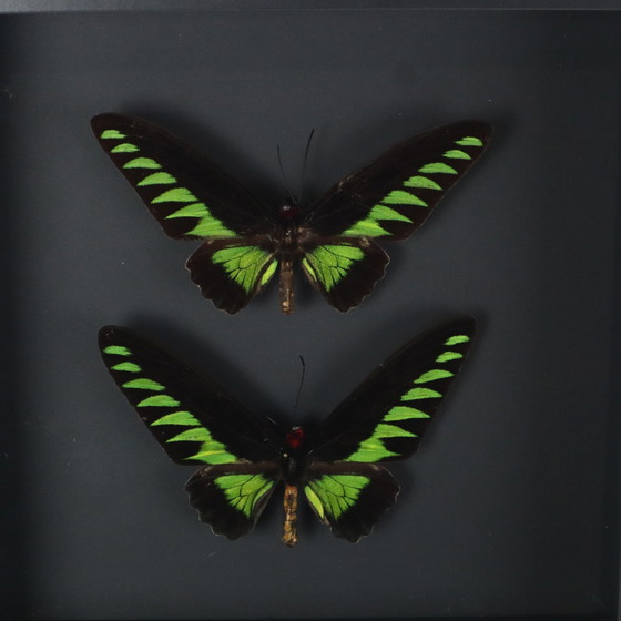 Image 1 of Papillons encadrés Xl Birdwing
