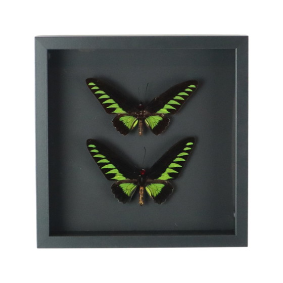 Image 1 of Papillons encadrés Xl Birdwing