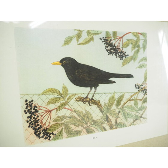 Image 1 of Affiche scolaire vintage, Tchécoslovaquie 1960