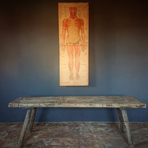 Anatomie ancienne affiche vintage