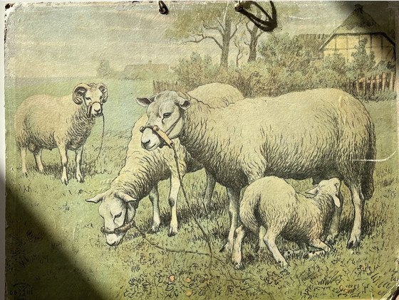 Image 1 of Illustration de carte scolaire Antik, double face, mouton/agneau et cochon/porcinet, lithographie, vie à la ferme, Shabby Chic