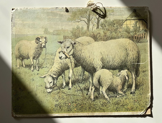 Image 1 of Illustration de carte scolaire Antik, double face, mouton/agneau et cochon/porcinet, lithographie, vie à la ferme, Shabby Chic
