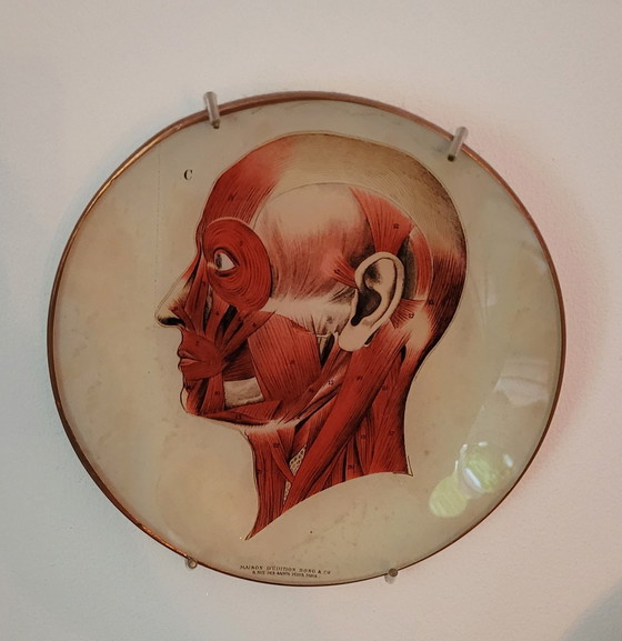 Image 1 of Enseignes murales décoratives Wallware Anatomie